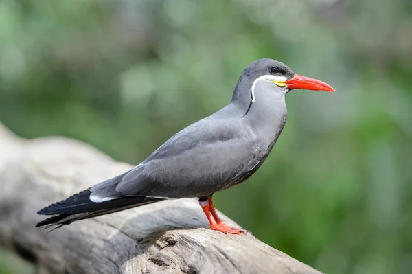 Inca Tern Repose Sur Des Poutres — Photo