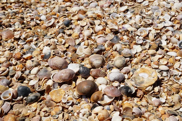 Gestrande Schelpen Atlantische Oceaan — Stockfoto