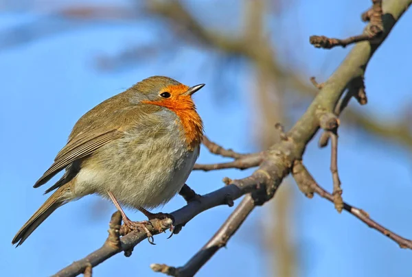 Robin Erithacus Rubecula Front Blue Sky — Stock Photo, Image