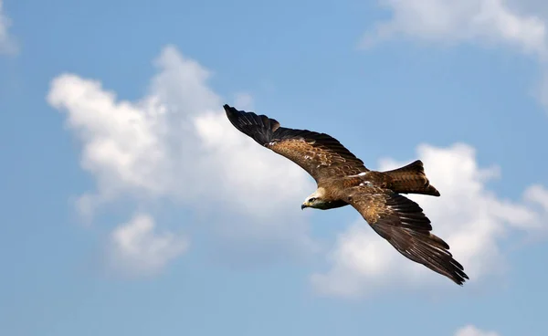 Vue Panoramique Bel Oiseau Nature — Photo