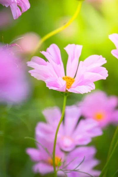 Background Image Colorful Flowers Background Nature — Stock Photo, Image