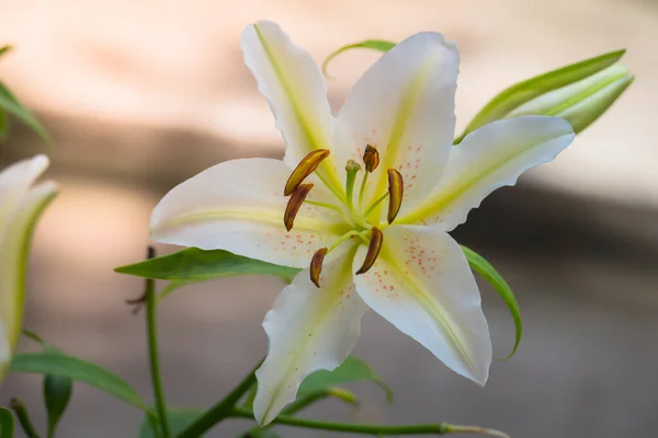 Achtergrond Afbeelding Van Kleurrijke Bloemen Achtergrond Natuur — Stockfoto