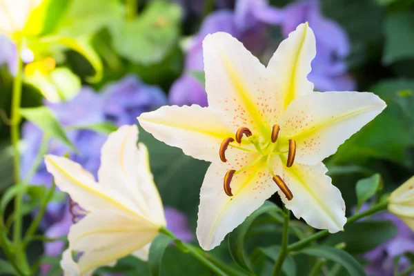 Achtergrond Afbeelding Van Kleurrijke Bloemen Achtergrond Natuur — Stockfoto