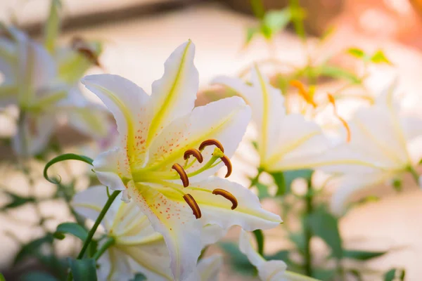 Achtergrond Afbeelding Van Kleurrijke Bloemen Achtergrond Natuur — Stockfoto