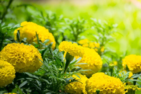 Imagen Fondo Las Flores Colores Naturaleza Fondo — Foto de Stock