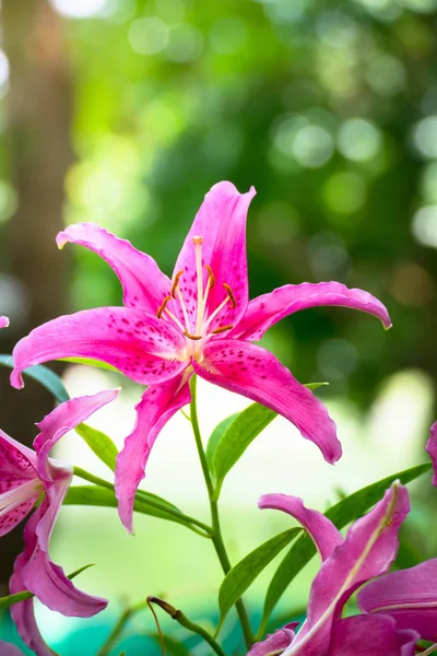 Achtergrond Afbeelding Van Kleurrijke Bloemen Achtergrond Natuur — Stockfoto