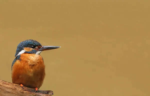 Kingfisher Alcedo Atthis Contra Cor Homogênea Fundo — Fotografia de Stock