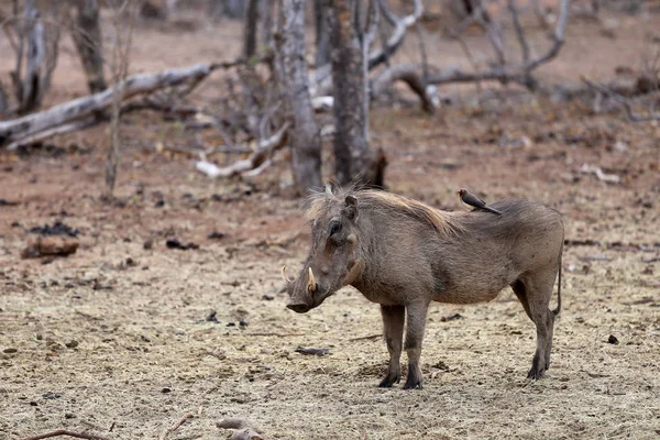 Warthog Red Billed Chaffinch Νότια Αφρική — Φωτογραφία Αρχείου