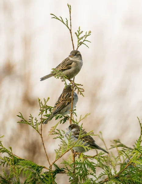 Vue Panoramique Mignon Oiseau Moineau — Photo