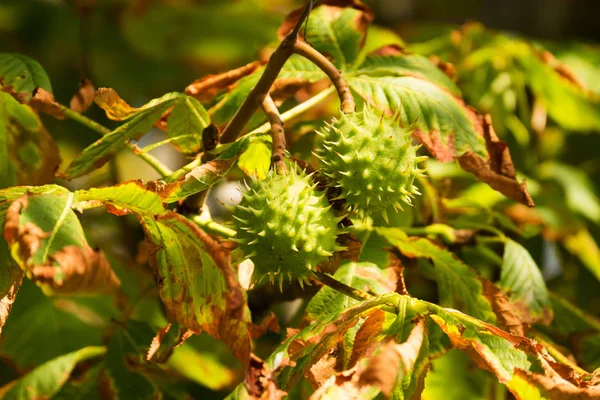 Kastanien Baum Nahaufnahme Der Früchte Herbst — Stockfoto