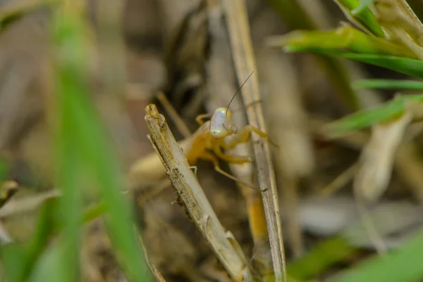 Insectos Mantis Insectos Presa — Foto de Stock