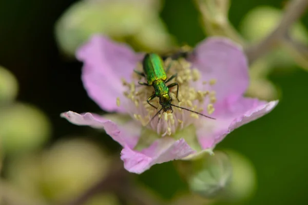 Coléoptère Pointu Deux Taches Sur Une Floraison Haies Roses — Photo