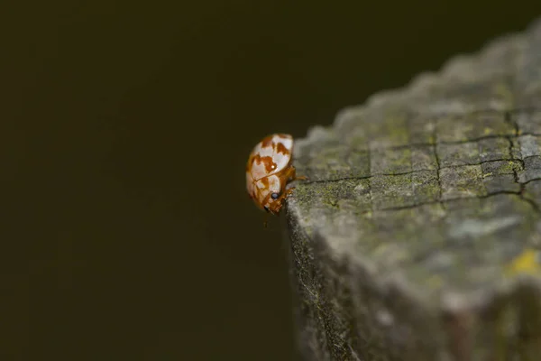 Ladybugs Poste Jardim — Fotografia de Stock