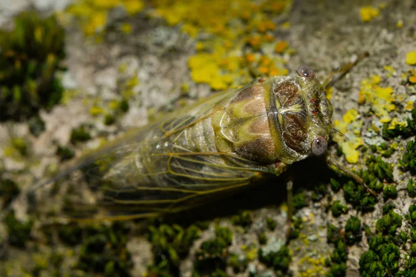 칼새는 유충의 선체에서 자유롭게 — 스톡 사진