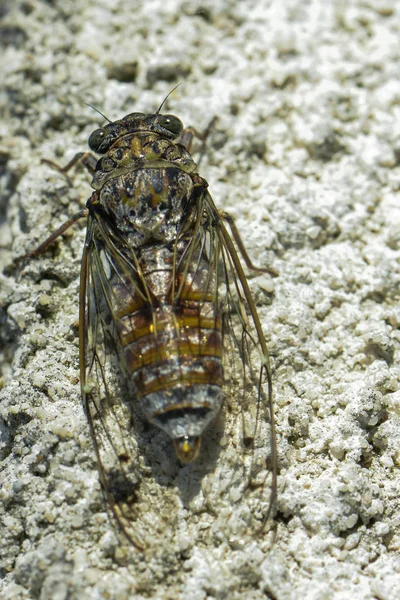 Cigara Larva Gövdesinden Kurtulur — Stok fotoğraf