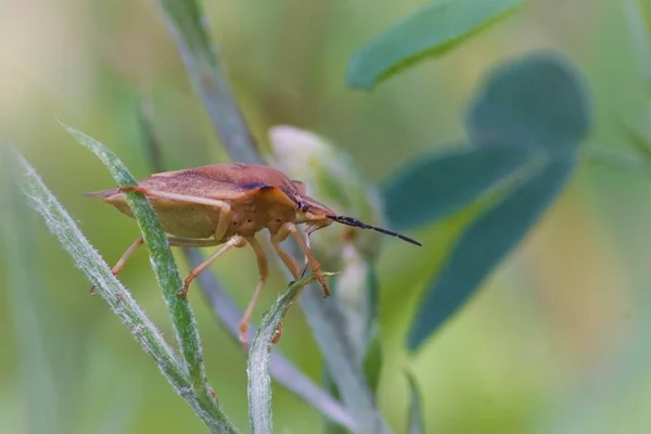 Bege Bug Sobe Canteiro Flores — Fotografia de Stock