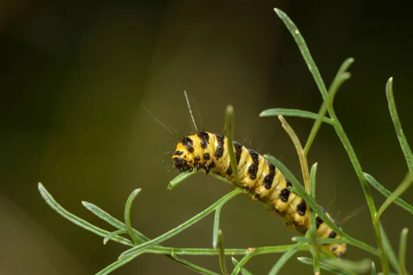 Oruga Hierba Las Chaquetas Oso Una Planta —  Fotos de Stock