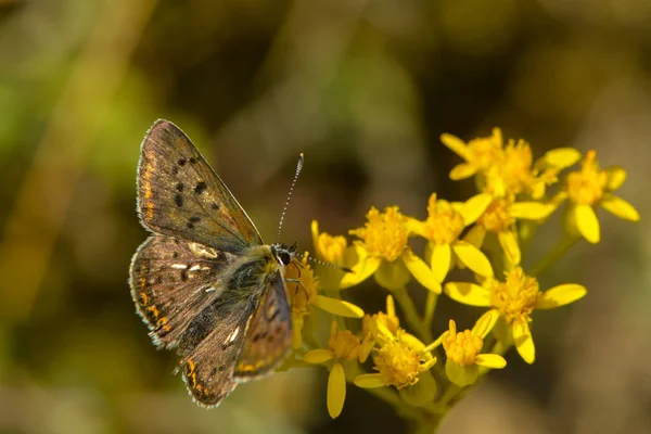 Luciole Brune Repose Sur Une Fleur Jaune — Photo