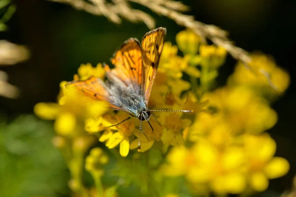 Grande Vaga Lume Senta Uma Flor Amarela — Fotografia de Stock