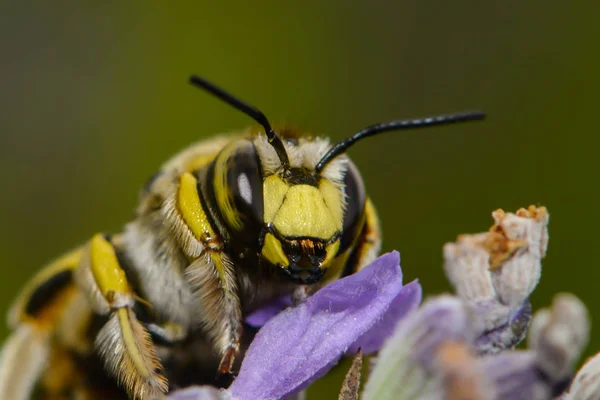 Bitkinin Üzerindeki Yapraklı Arı — Stok fotoğraf