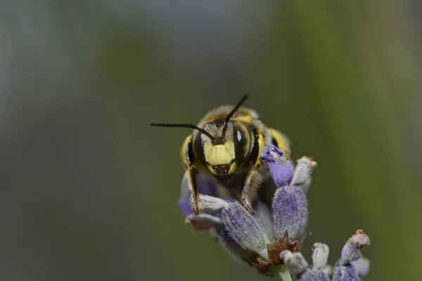 Coupe Feuilles Abeille Sur Une Plante — Photo