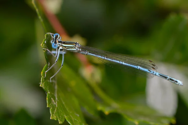 Vue Macro Rapprochée Insecte Libellule — Photo