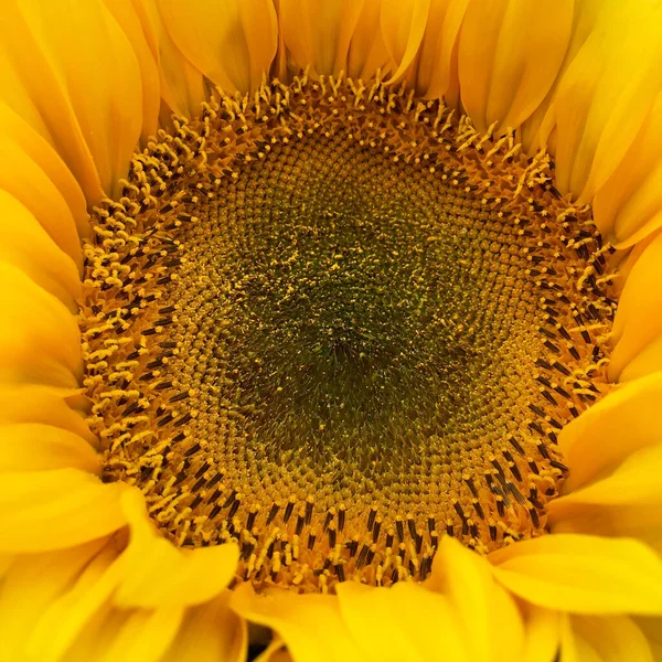 Blühende Sonnenblume Großaufnahme — Stockfoto