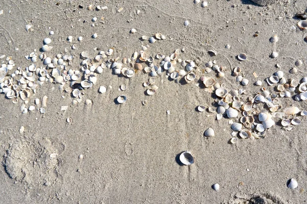 Grupp Vita Snäckskal Stranden — Stockfoto