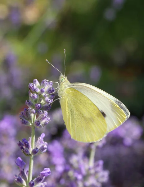 Kohlweißling Pieris Brassicae Auf Lavendel — Stockfoto