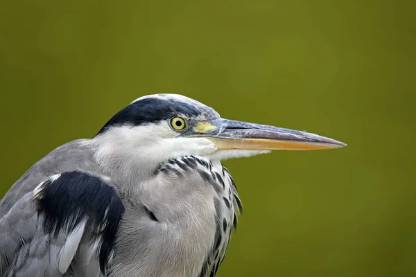 Blaureiher Oder Reiher Vor Olivem Hintergrund — Stockfoto