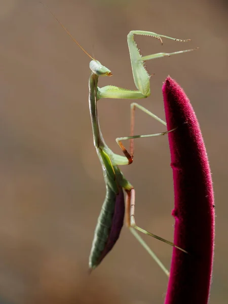 Indian Mantis Μεμβρανώδης Ιερόδουλος — Φωτογραφία Αρχείου