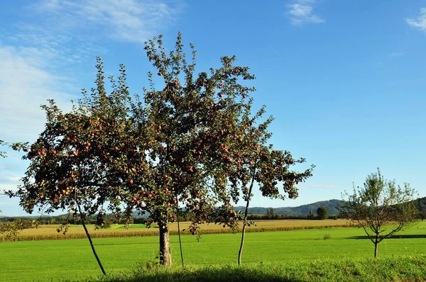 old apple tree with supports on orchard meadow in organic cultivation