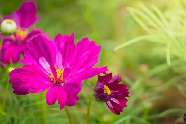 Image Fond Des Fleurs Colorées Fond Nature — Photo