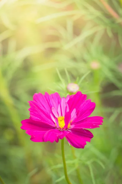 Image Fond Des Fleurs Colorées Fond Nature — Photo