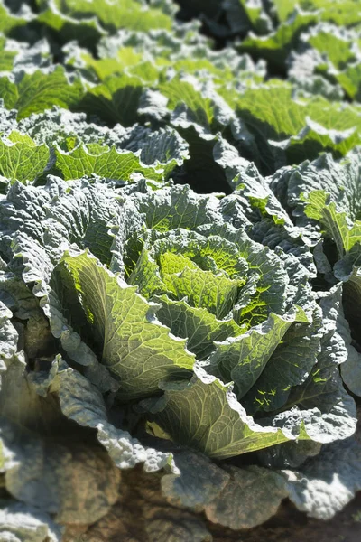 Cabbages Field — Stock Photo, Image