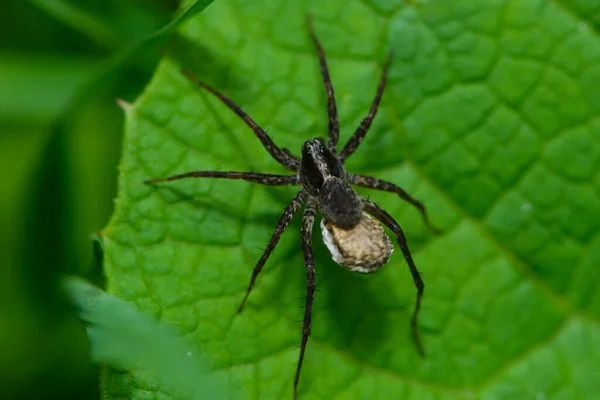 Araignée Chasse Avec Cocon — Photo