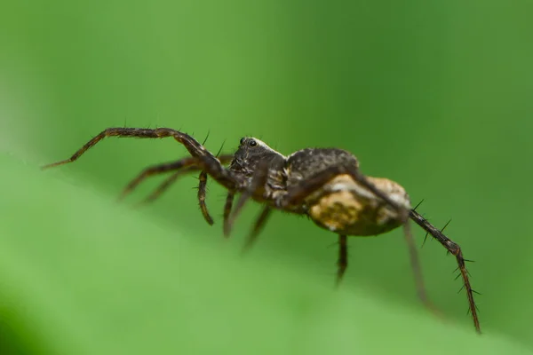 Jagd Auf Spinne Mit Kokon — Stockfoto