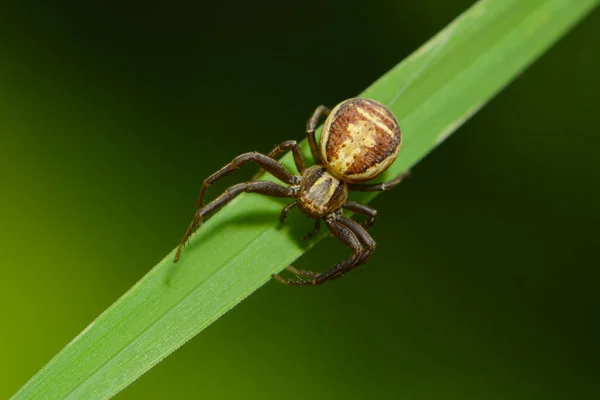 Araña Cangrejo Insectos Vida Silvestre —  Fotos de Stock