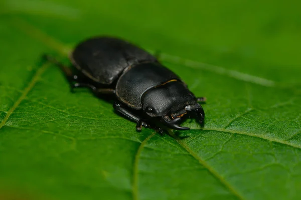 Close Bug Natureza Selvagem — Fotografia de Stock