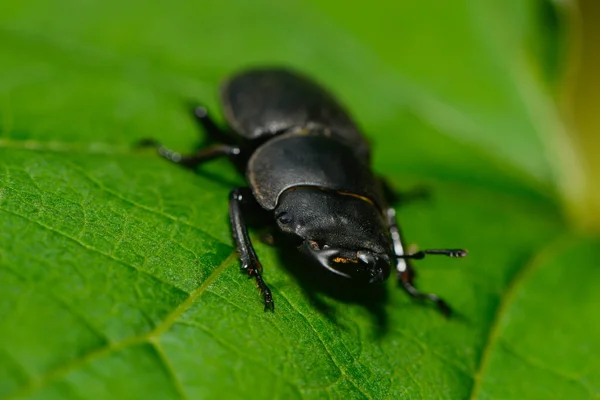 Närbild Insekter Vild Natur — Stockfoto