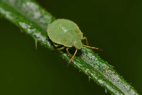 Larva Insecto Apestoso Verde — Foto de Stock