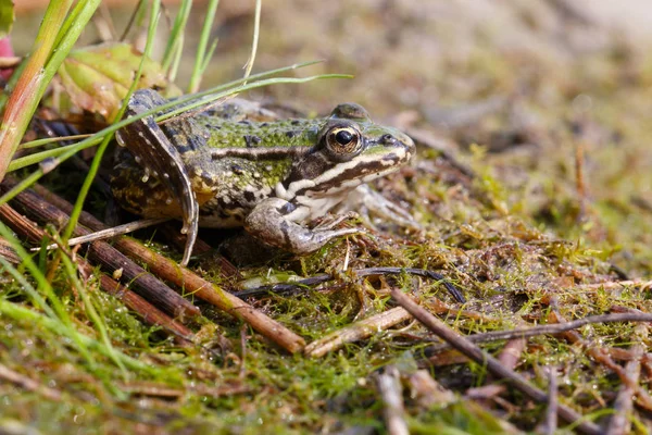 Grüner Speisefrosch Europäischer Frosch Gewöhnlicher Wasserfrosch — Stockfoto