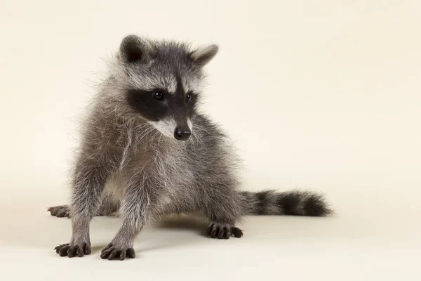 Raccoon Procyon Lotor Cub Age Months Captive — Stock Photo, Image