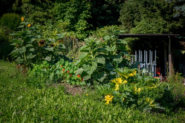 Día Verano Jardín Orgánico Imagen de stock