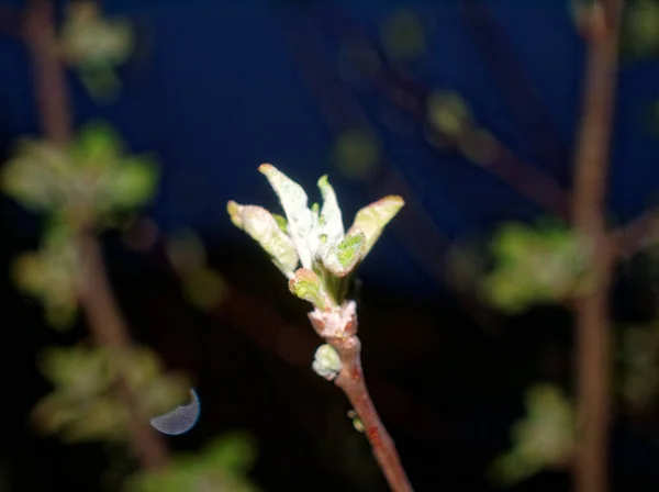 Φύλλα Των Νεαρών Μηλιών Νύχτα Υπό Φως Της Λάμψης — Φωτογραφία Αρχείου