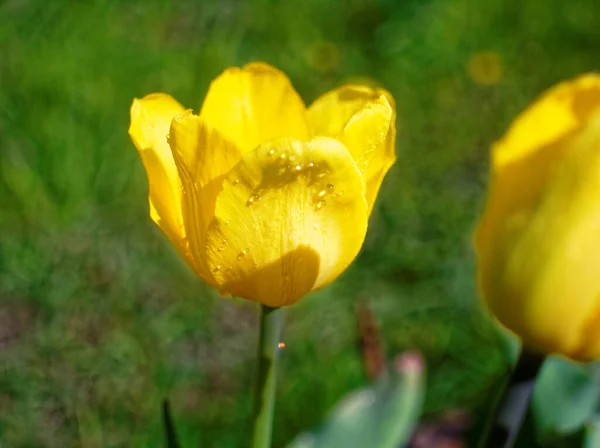 Žlutý Tulipán Jaře Dacha Rusko — Stock fotografie