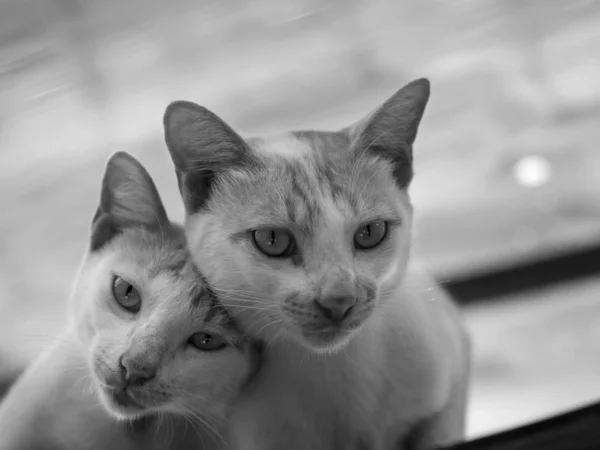 Fekete Fehér Fénykép Ból Pár Macska Látszó Fényképezőgép — Stock Fotó
