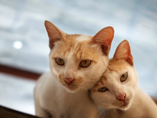 Fotografía Color Couple Cat Cámara —  Fotos de Stock