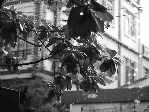 Foto Nero Bianco Chiusura Dei Raindrops Delle Foglie Blurry — Foto Stock