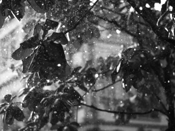 雨滴とぼやけた葉のクローズアップの白黒写真 — ストック写真
